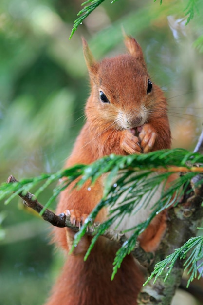 Foto rode eekhoorn sciurus vulgaris die van dichtbij eet