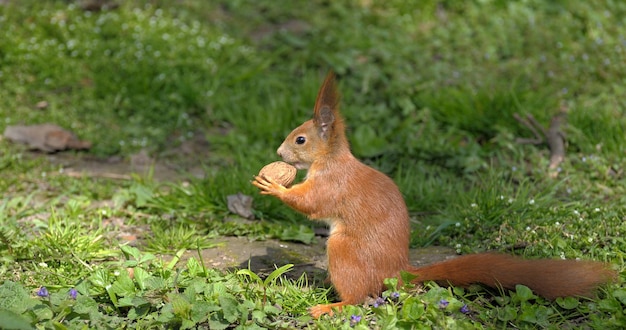 Rode eekhoorn (Sciurus vulgaris) genomen in het bos