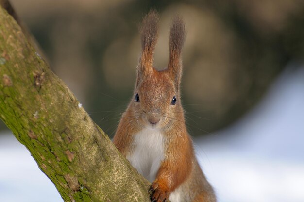 Rode eekhoorn springt speels op hout