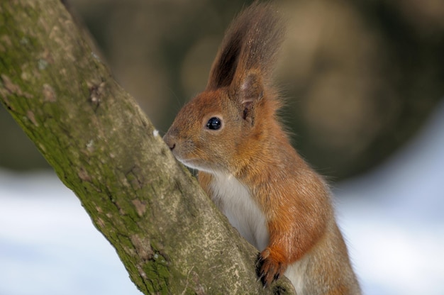 Rode eekhoorn springt speels op hout