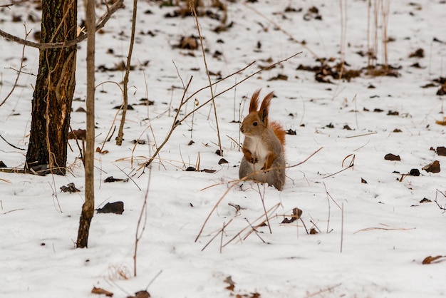 Rode eekhoorn staat in de sneeuw