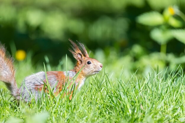 Rode eekhoorn zit in het gras