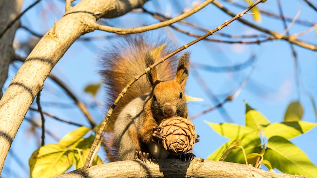 Rode eekhoorn zit op de boom met een dennenappel in het herfstbos, Tomsk, Siberië