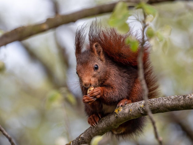 Rode eekhoorn zittend op de takken van de boom en eten