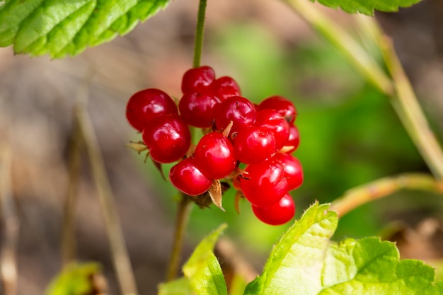 Rode eetbare bessen in het bos op een struik, rubus saxatilis. Handige bessen met een delicate granaatappelsmaak op een tak