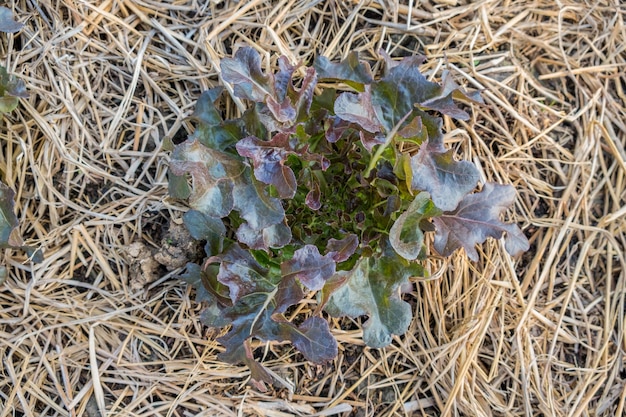 Rode eiken sla groeit in de tuin