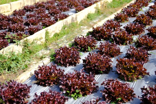 Rode eiken sla plantaardige plant groeit in tuin boerderij