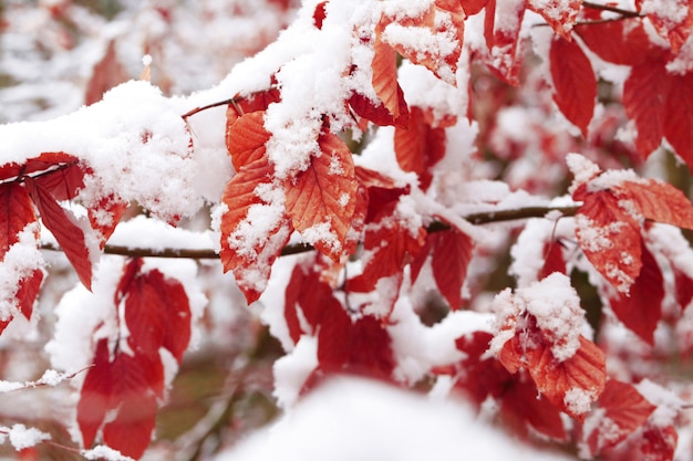 Rode eikenbladeren onder witte sneeuw