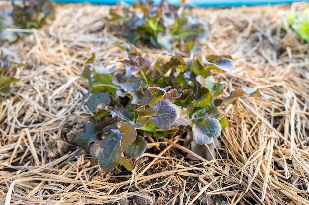 Rode eikensla groeit in de tuin