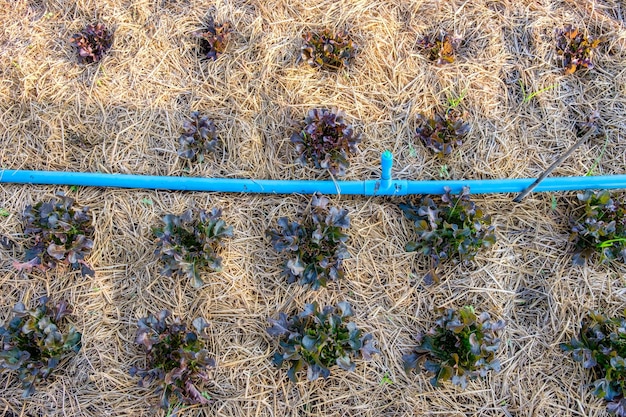 Rode eikensla groeit in de tuin