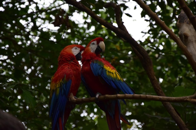 Rode en blauwe ara's gelegen in het historische park aan de rand van Guayaquil prachtige vogels