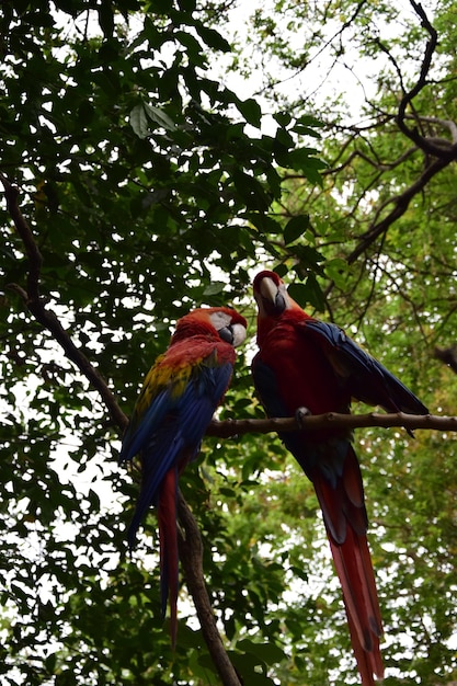 Rode en blauwe ara's gelegen in het historische park aan de rand van Guayaquil prachtige vogels