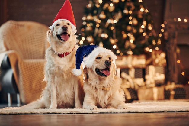 Rode en blauwe kerstmutsen Twee schattige Golden retrievers samen thuis Nieuwjaar vieren