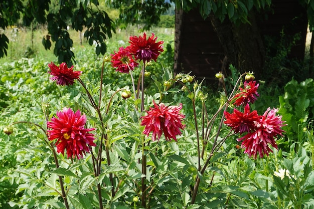 Rode en gele bloemen in de tuin