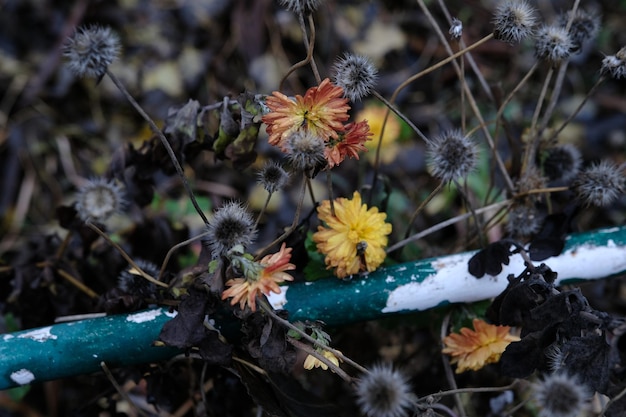 Rode en gele chrysant bloeit in de herfst met druppeltjes water