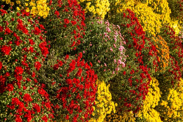 Rode en gele chrysantenbloemen.