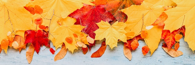 Rode en gele droge herfst esdoorn bladeren, boven op een rij op een blauwe houten achtergrond. val begrip. plat lag, ruimte voor tekst. banier