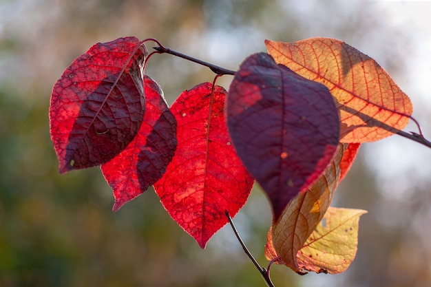 Rode en gele grote bladeren gloeien in de zon. Selectieve ondiepe focus op de bladeren, de achtergrond is wazig.