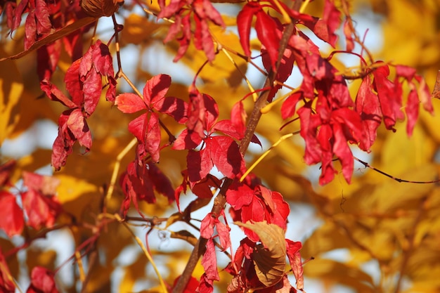 Foto rode en gele herfst