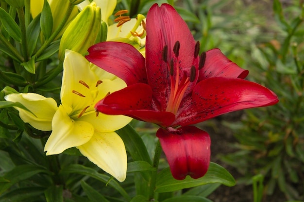 Rode en gele lelie bloem in de tuin close-up. Er zijn zwarte stippen op de rode leliebloem