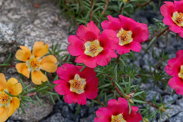 Rode en gele Portulaca-bloemen in de zomertuin.