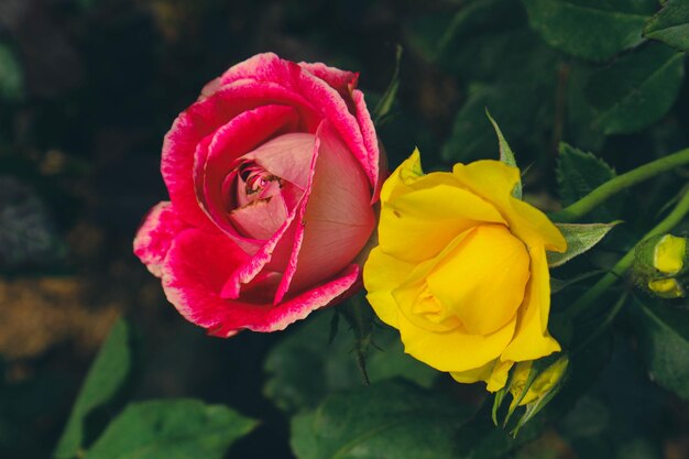 Rode en gele rozen in bloei