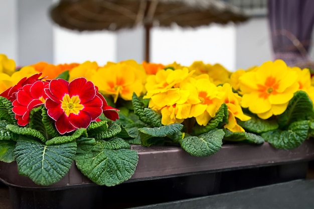 Foto rode en gele sleutelbloemen ingemaakte lentebloemen