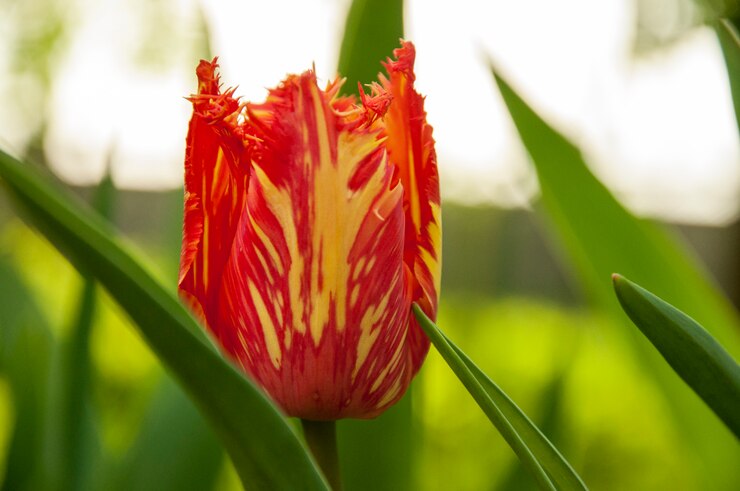 Rode en gele tulp in de nabijheid
