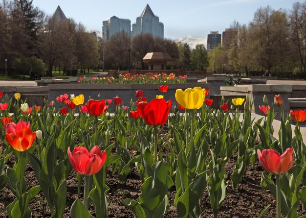 Rode en gele tulpen in de stad