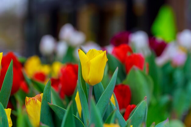 Rode en gele tulpen. Natuurlijke achtergrond.