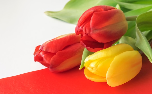 Rode en gele tulpen op een witte en rode achtergrond.