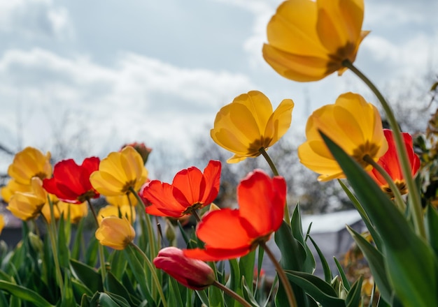 Rode en gele tulpen zwaaiend in de wind tegen een bewolkte blauwe lucht