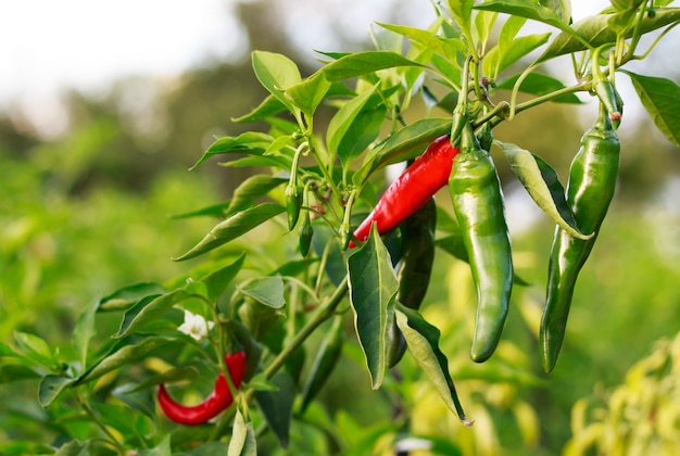 Rode en groene chili pepers groeien buitenshuis, close-up