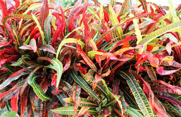 Rode en groene mooie crotonplantbladeren van het Caribische eiland Martinique