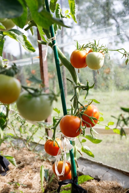 rode en groene tomaten in de kas