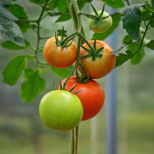 Rode en groene tomaten in een serre