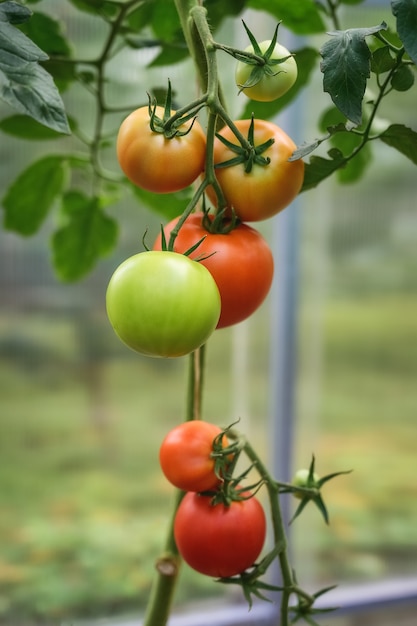 Rode en groene tomaten in een serre