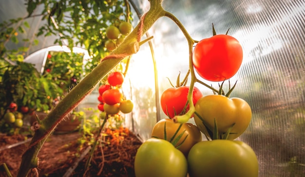 Rode en groene tomaten kweken Rijpe en rijpende tomaten in een thuiskas