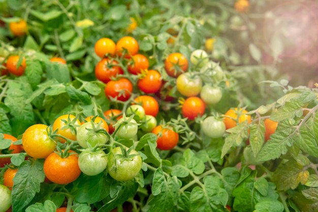 Rode en groene tomaten op de takken.