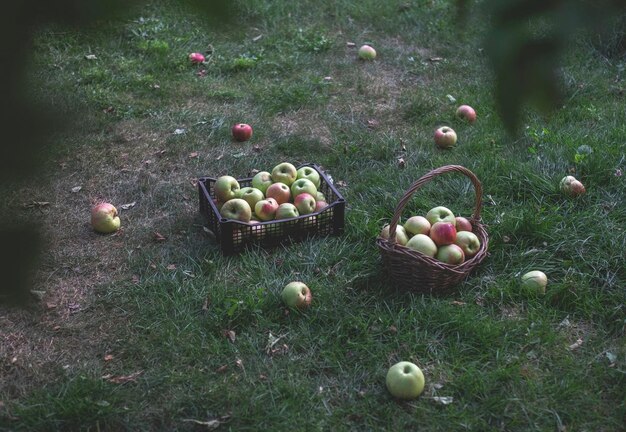 Rode en groene vers geplukte appels in dozen op groen gras