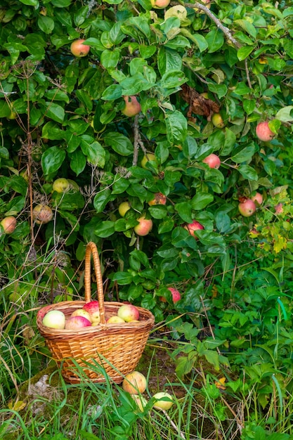 Rode en groene vers geplukte appels in mand op groen gras