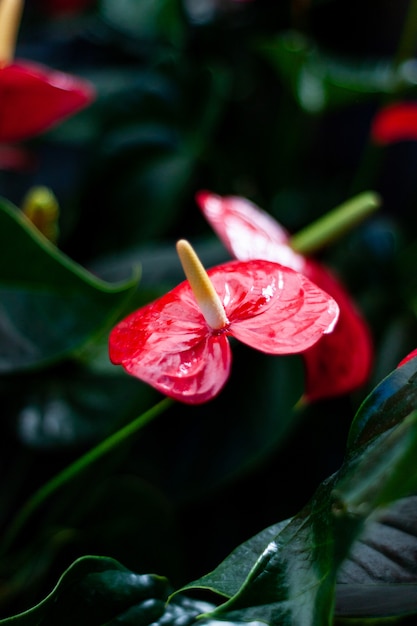 Rode en heldere Anthurium-bloemen