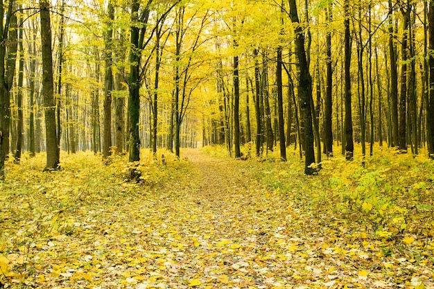 Rode en kleurrijke herfstkleuren in het bos