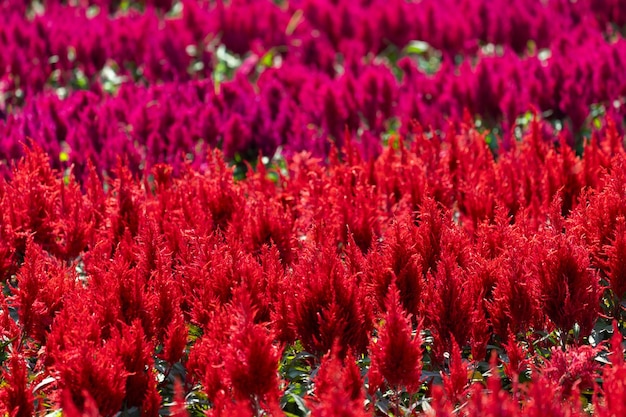 Foto rode en magenta celosia bloem veld achtergrond
