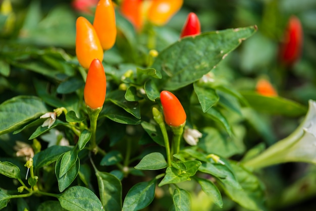 Rode en oranje chili peper