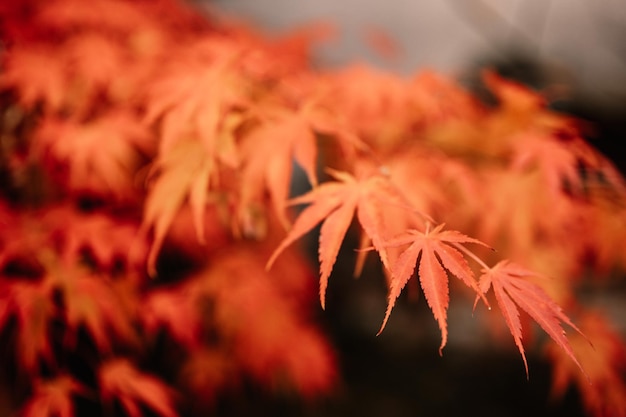 Rode en oranje herfstbladeren achtergrond Outdoor Kleurrijke backround afbeelding