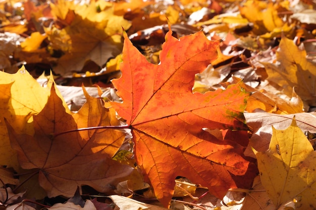 Rode en oranje herfstbladeren achtergrond OutdoorColorful backround beeld van gevallen herfstbladeren perfect voor seizoensgebonden gebruik Ruimte voor tekst