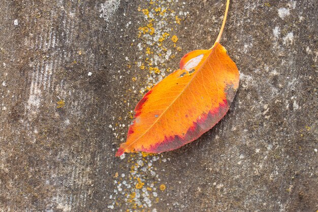 Rode en oranje herfstbladeren achtergrond