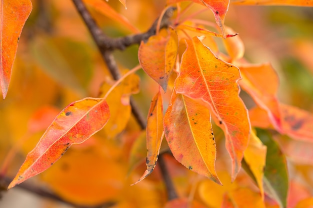 Rode en oranje herfstbladeren achtergrond