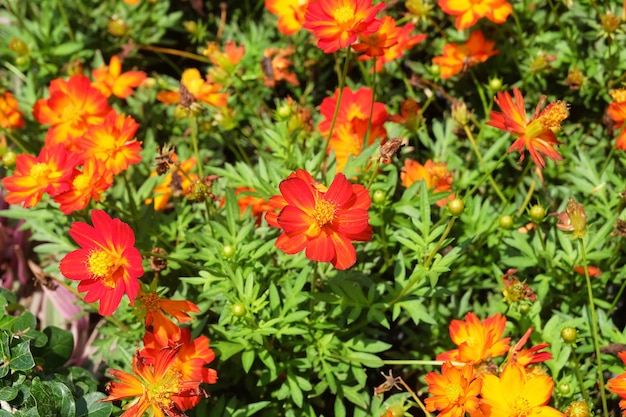 Rode en oranje kosmosbloemen in een tuin